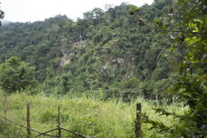 tree-grown cliff