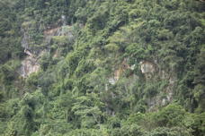 tree-grown cliff, close-up