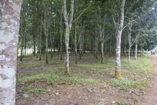 rubber trees