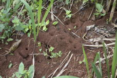 Ant hills