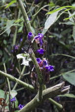 lovely purple flowers