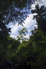 a hole in the tree cover permits a view of the sky