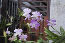 a paler-purple orchid