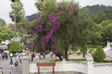 Tree, with purple vine in