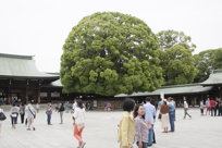 unusually symmetric tree