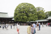 unusually symmetric tree
