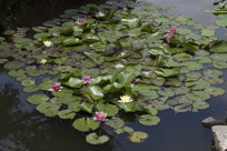 water lilies