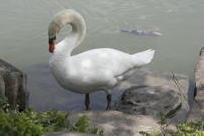 swan and carp