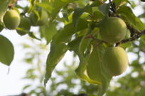 unripe plums hanging on a tree