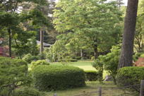 Garden scene