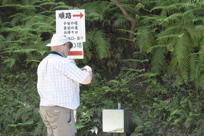 Mark photographs ferns