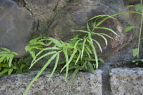 Unknown narrow-leaved fern