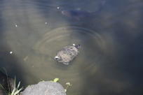 Turtle in koi pond