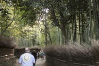 entering the bamboo forest