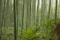 full-on view of the bamboo forest