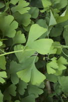 Ginkgo leaves