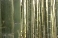 Close-up of bamboo trunks