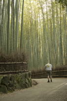 Mark, dwarfed by bamboos