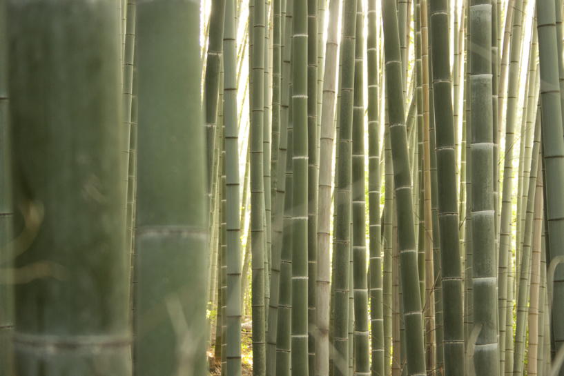 In the bamboo forest