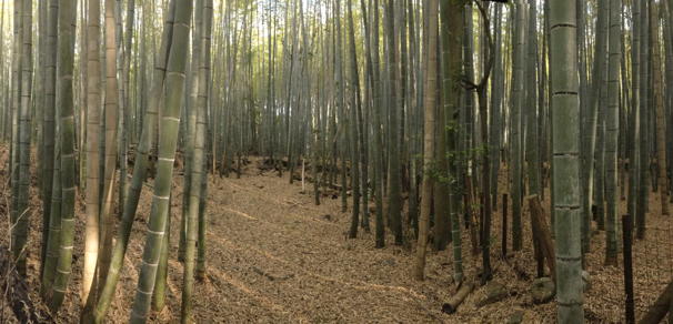 One more of the Bamboo Forest