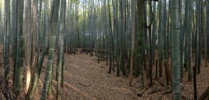 thumbnail of the Bamboo Forest