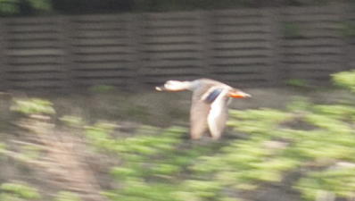 Duck, flying