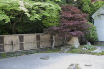 beautiful trees over the raked gravel