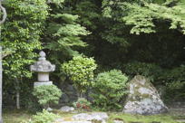 lamp and foliage