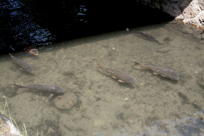 Very Large Carp in the canal