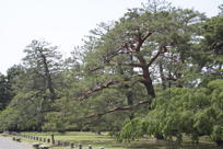trees on the walk towards the Palace