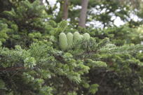 barrel-like cones