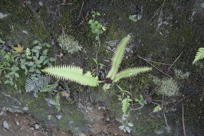 Fern