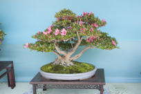 Bonsai, I