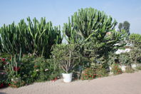 flowers and greenery galore