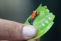 orange and black frog