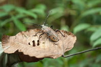 Big beetle on large leaf