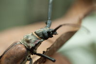 Closeup of beetle