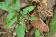  A red-leaved fern