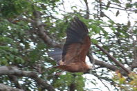 blurry hawk picture