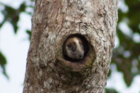 A little ratty face peering out of a tree