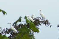 great egrets in a tree, I