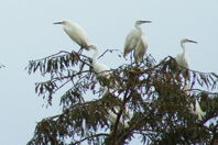 great egrets in a tree, II