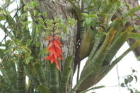 A red spike of flowers