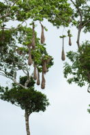 Hanging bags of birds’ nests