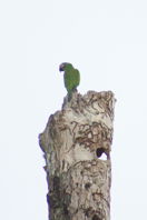 parrot sitting on top of a tall dead tree stump