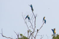 a bunch of macaws on a distant tree