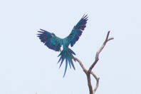 yet another, but landing, showing spread feathers