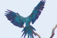 blue parrot