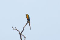 a single macaw on a distant tree