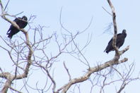 blurry picture, black birds in tree